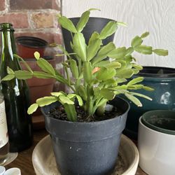 Plants, Trees, Succulents, Cacti