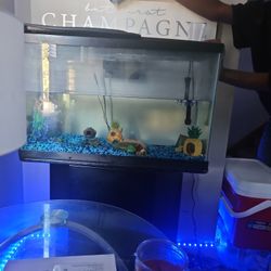 Fish Tank 