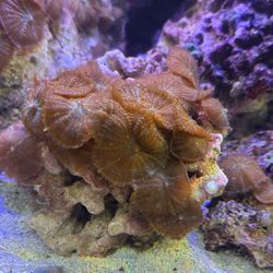 Fake Coral Mushroom Colonies