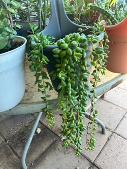 Succulent plant