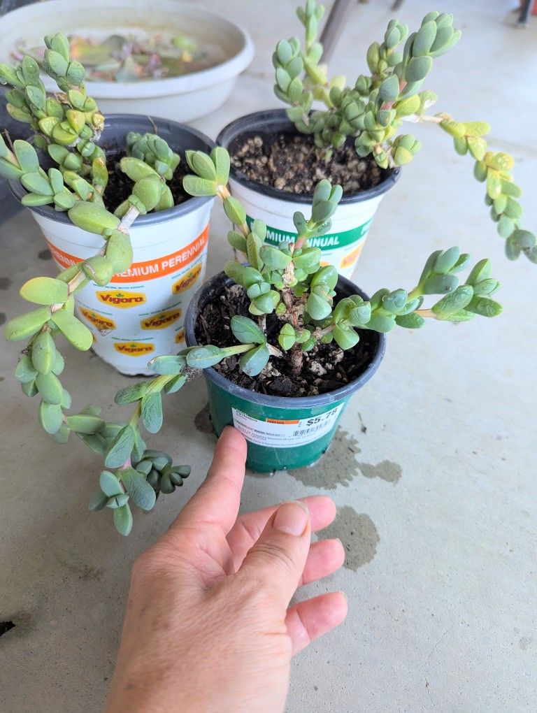 Lot Of Three Pots Of Succulent Plants.....Tres Macetas De Plantas Sacculentas 