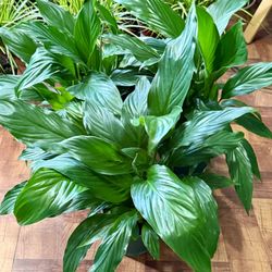 ❤️Beautiful PEACE LILLY❤️They promote a calm environment that reduces stress❤️PLS READ DESCRIPTION 