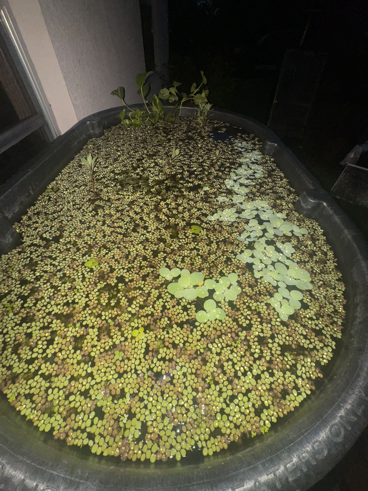 Aquatic Plants