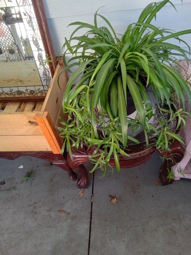 Plants