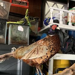 Taxidermy Pheasant!! $100!!