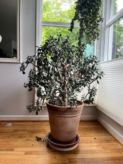 Large Healthy Mature Jade Plant (53 years old!)