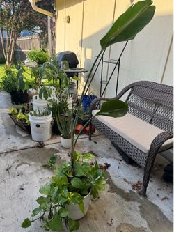Bird of Paradise in IKEA Pot + Bonus Houseplants