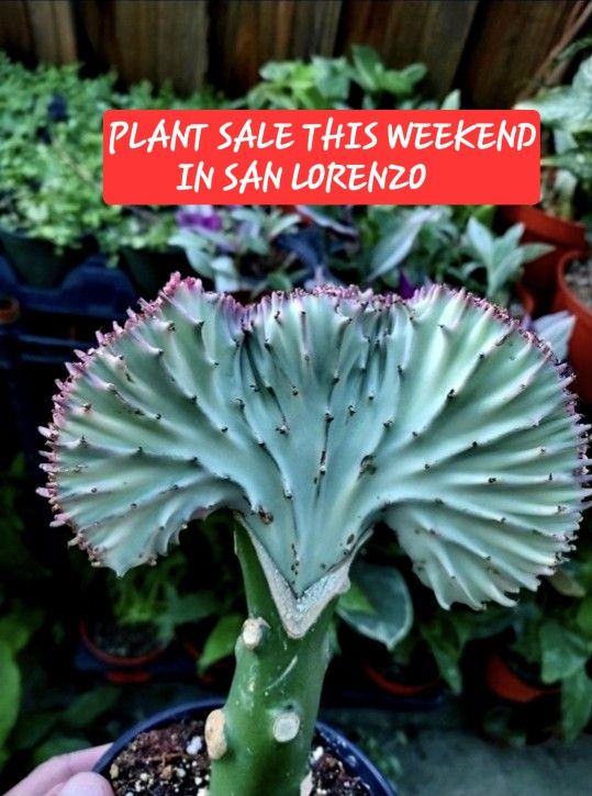 PLANT SALE THIS WEEKEND IN SAN LORENZO BOTH SAT AND SUNDAY CONTACT ME FOR APPT