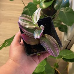 Plant Purge 🌱💚