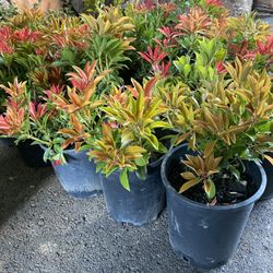 Mountain Fire Pieris Japonica Bushes —