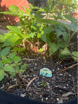 Raspberry Plant 25+ Gallon Canvas Pot