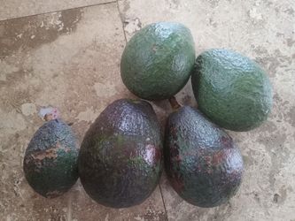 Aguacates Organicos