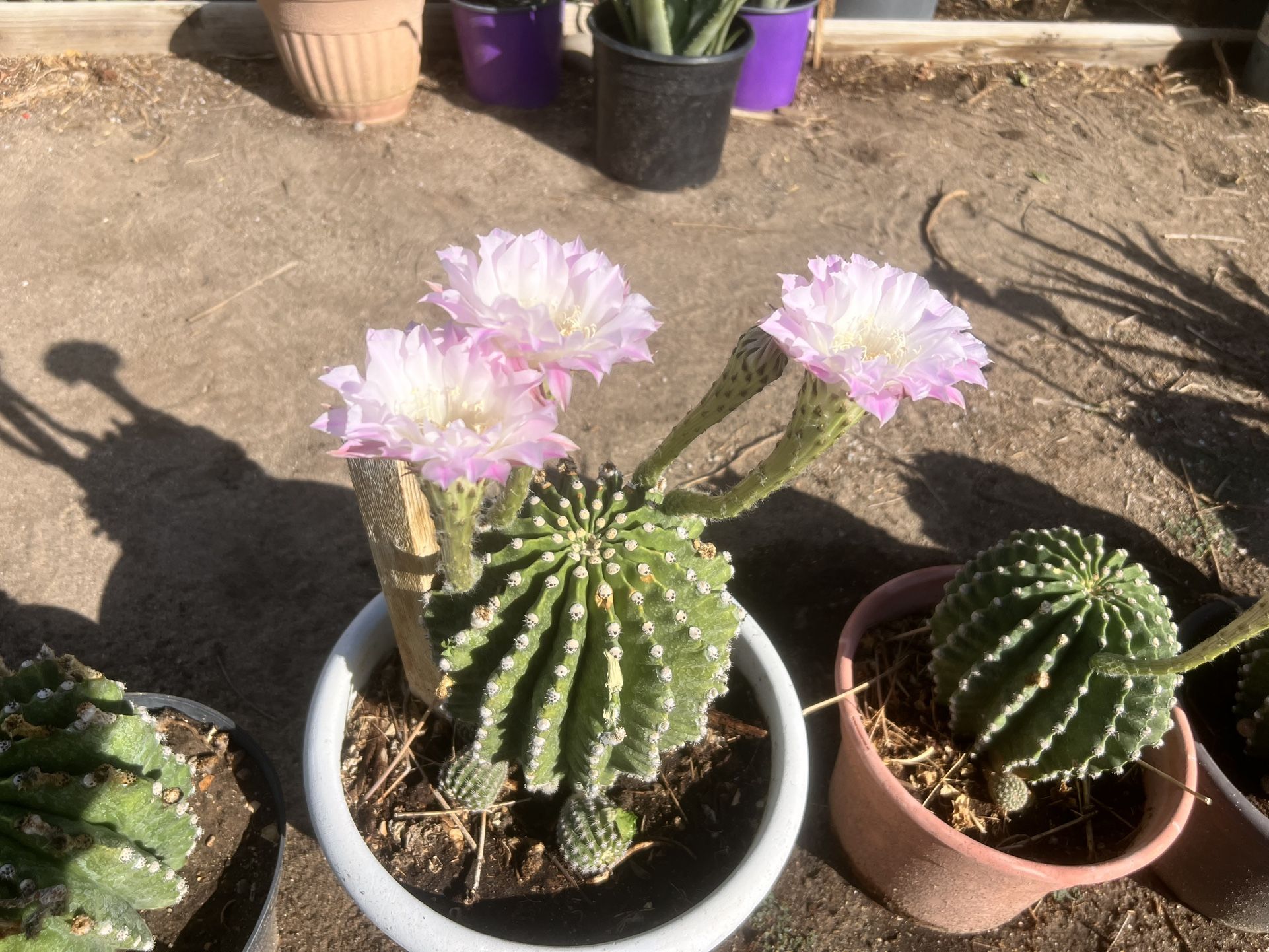 Flowering Cactus
