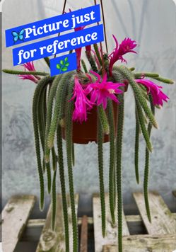 🦋🌿🌵 Rattail Cactus 🌵🦋🌱