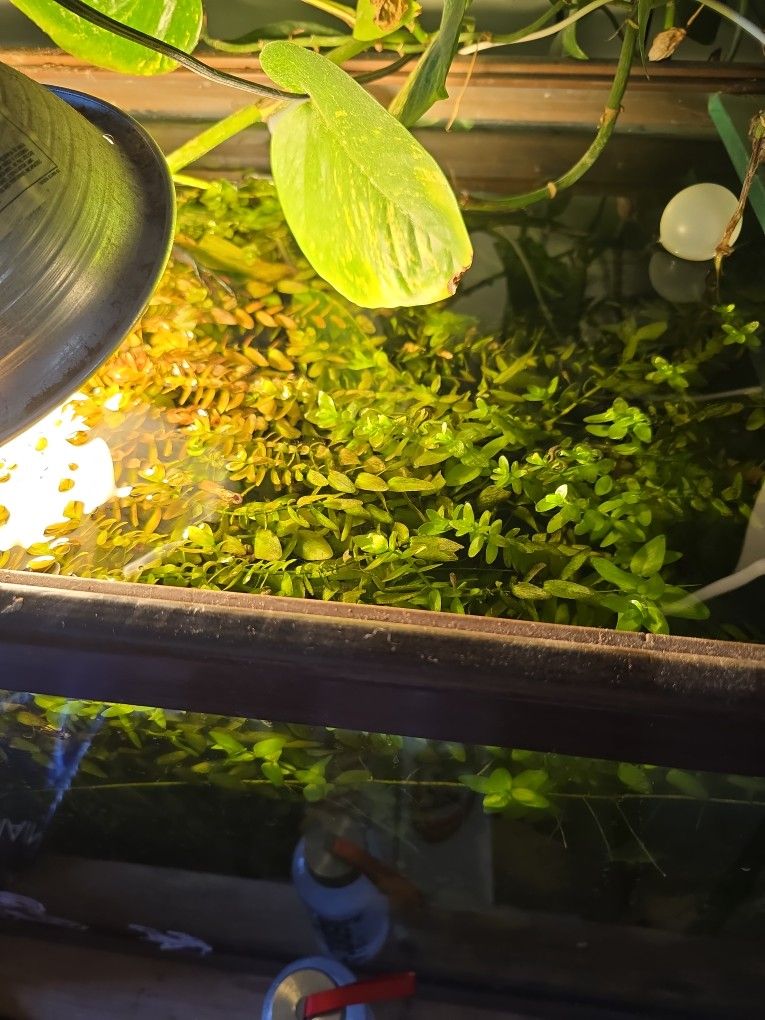 Aquarium