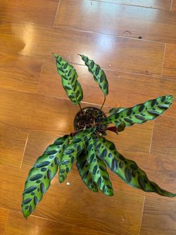 Calathea Rattlesnake Plant