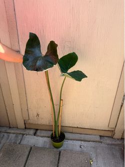 6” Alocasia Mickey Mouse 40” tall