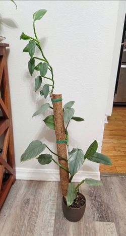 Silver Sword Philodendron