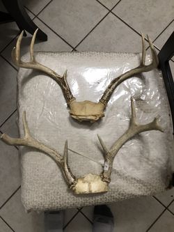 White tale deer antlers