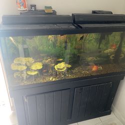 $200 Fish Tank Including Fish