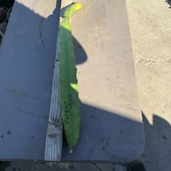 Dragon Fruit CUTTING ‘Sweet Julie’ #SJDFC01 $20