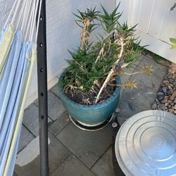 Potted Succulent