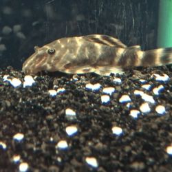 Aquarium Fish Tank Decorations 