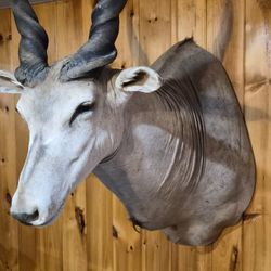 Taxidermy Inland Antelope
