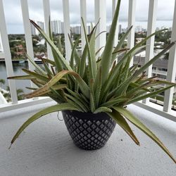 Aloe Vera Plant