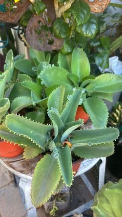 Kalanchoe