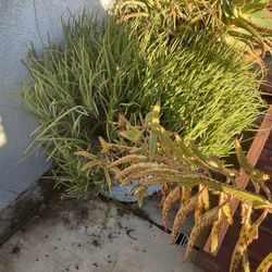 Big Pot With Lot Of Succulents 