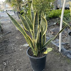 Snake Plant 