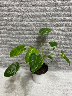 Indoor Live Plant