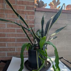 Snake Plant & Unknown Friend