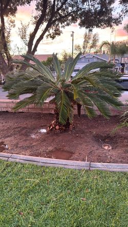 Miniature palm Tree - pots available