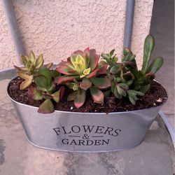 Beautiful Succulent Tin