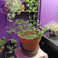 Maidens Blush Revert 