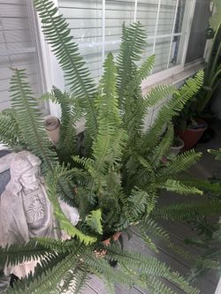 Nephrolepis Sword Fern Green Plant