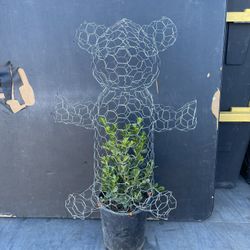 Teddy Bear Topiary With Plant 