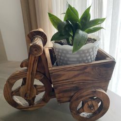 Plant Live $50