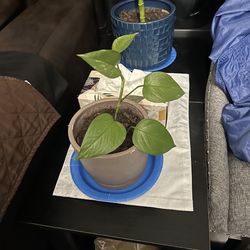 Very nice plants and healthy very fast big