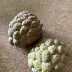 Sugar( Custard) Apple Tree
