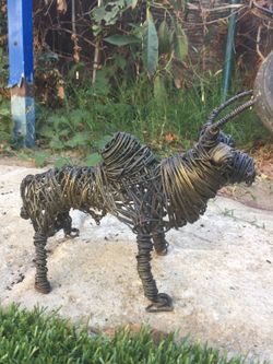 Toro "africano"