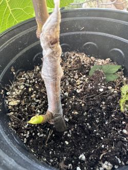 Tiger Panache Striped Fig