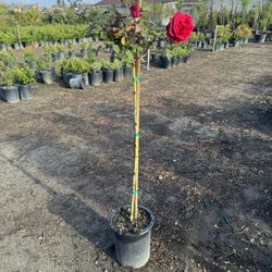 Rose Tree 5 Gallon