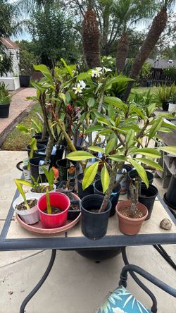 Plants!