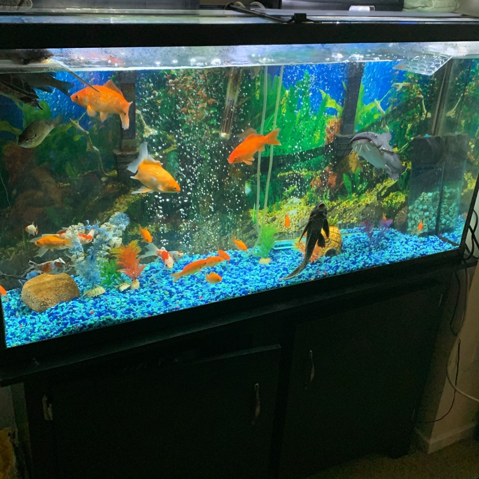 65 Gallon Fish Tank With Stand