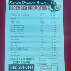 Plants And Trees. Avocados. Palms