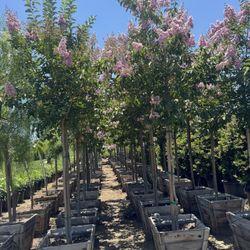 Crape Myrtle 24 Gal 10ft