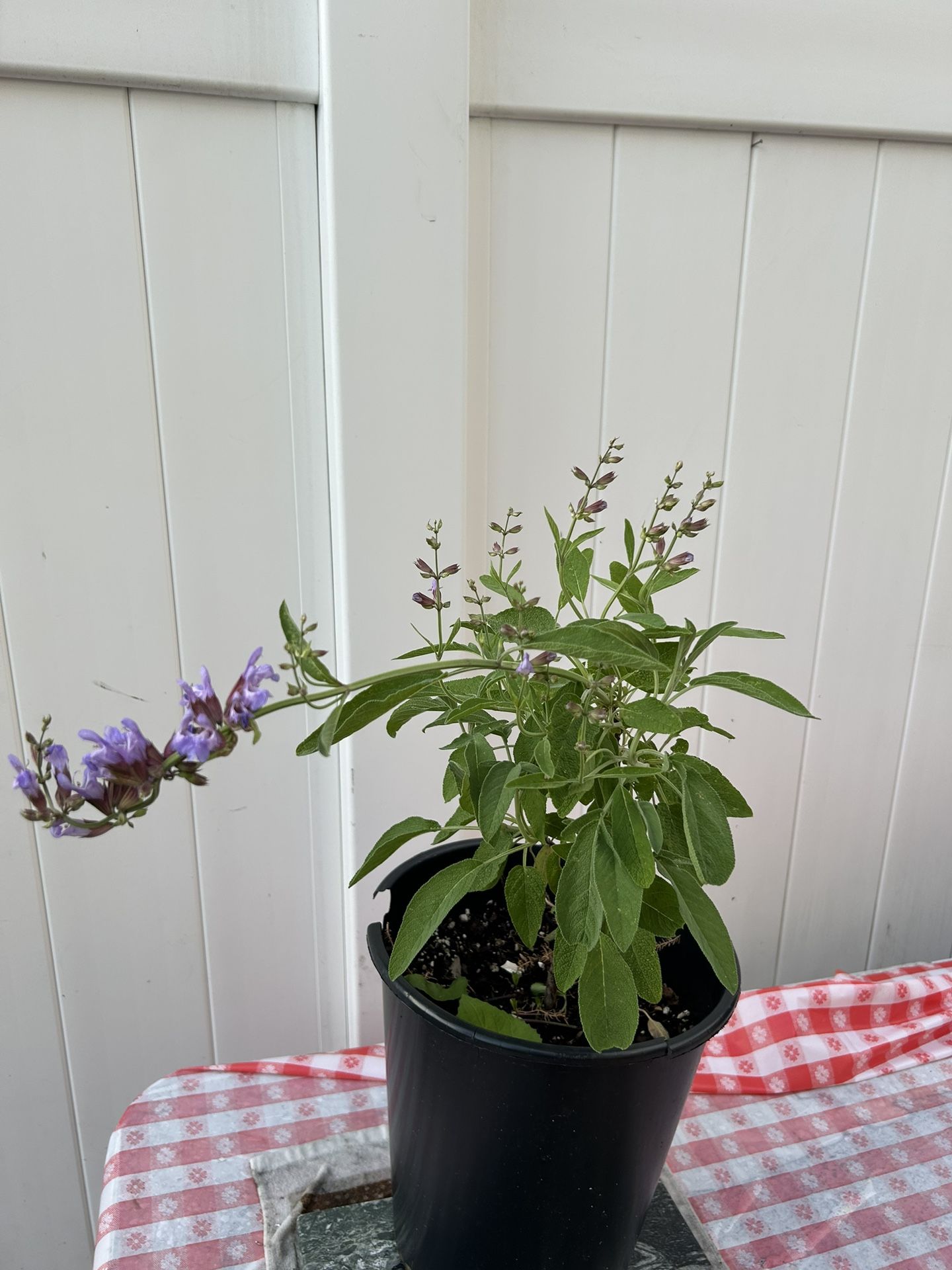 Plant Sage